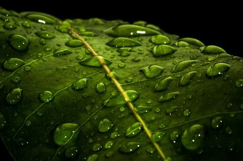 Waterdrops on leaf Stock Photos