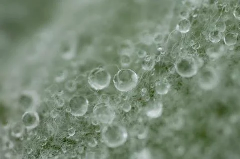 Waterdrops on leaf Fotos de archivo