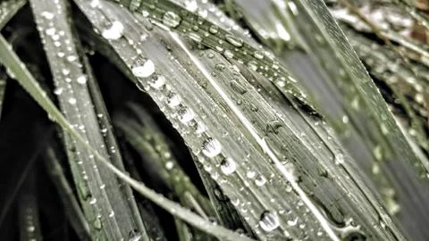 Waterdrops on the leaf Foto stock
