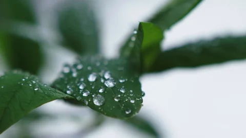 Waterdrops on leaf by river Vidéo 95763428