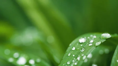Waterdrops on a leafe Stock Footage 65106003