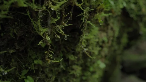 Waterdrops on moss 4k Video stock 90635780