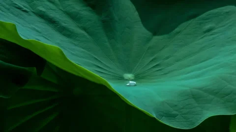 Waterdrops moving on the surface of lotus leaf. Stock Footage 27483120