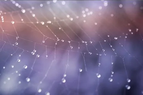 Waterdrops on net Stock Photos