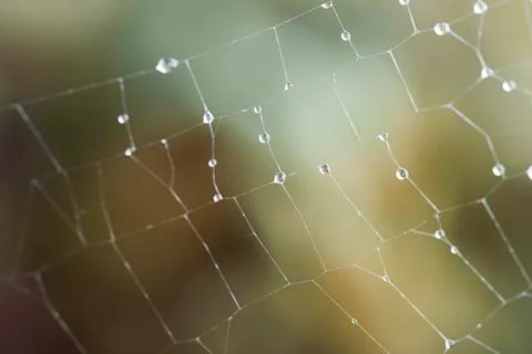 Waterdrops on net Stock Photos
