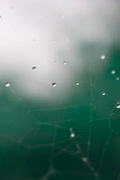 Waterdrops on net Stock Photos