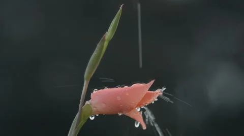 Waterdrops over flower 스톡 동영상 40754640