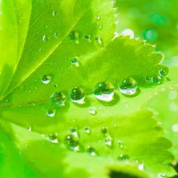 Waterdrops Stock Photos