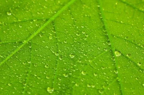 Waterdrops Stock Photos