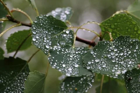 Waterdrops Stock Photos