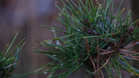 Waterdrops on pine needle close up forest rain autumn fall Stock Footage 315526732