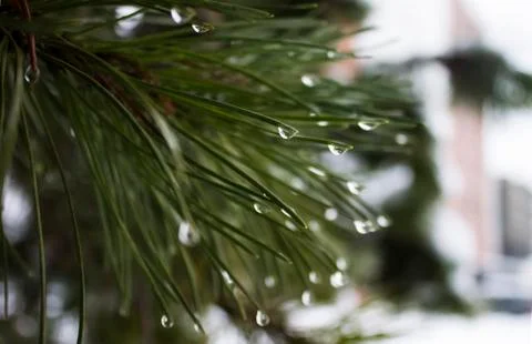 Waterdrops on pine tree 스톡 사진