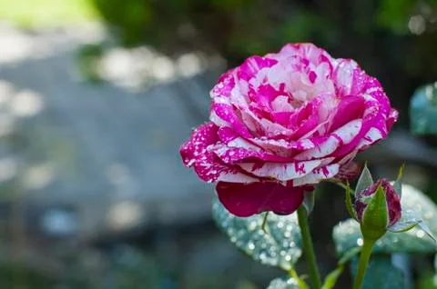 Waterdrops on the rose Stock Photos
