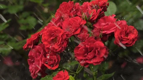 Waterdrops on a roses 스톡 동영상 77166097