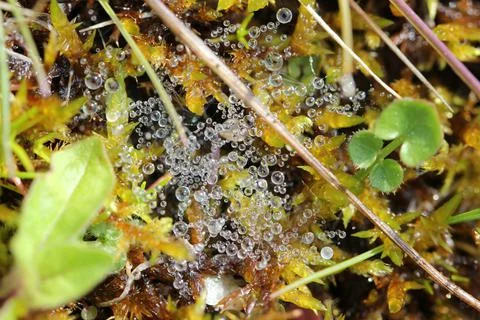 Waterdrops on spider web 写真素材