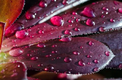 Waterdrops on a succulent Foto stock