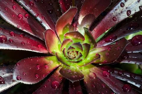 Waterdrops on a succulent Foto stock