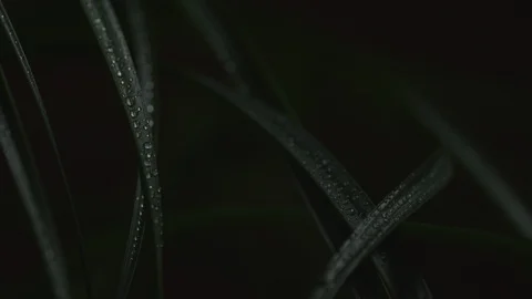 Watered Macroplant in darkness - Sequence Stock Footage 115912579