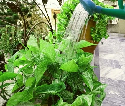 Watered plants Stock Photos