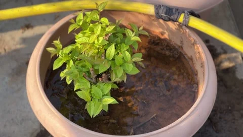 Watered potted plant Stock Footage 234052095
