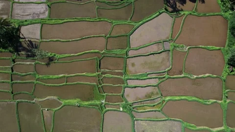 Watered rice fields with plantlings growing, top-down aerial shot Stock Footage 231040313