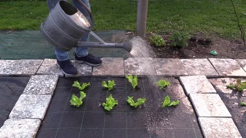 Watered salad in spring Stock Footage 74900330