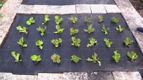 Watered salad in spring 库存影片 74900339