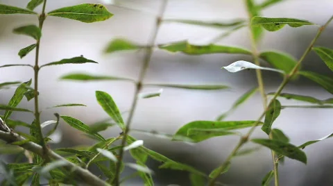 Waterfall 10.MOV Stockbeeldmateriaal 514607