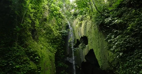 Waterfall amidst green forest with lush terrestrial plants and trees Stock Footage 266473943