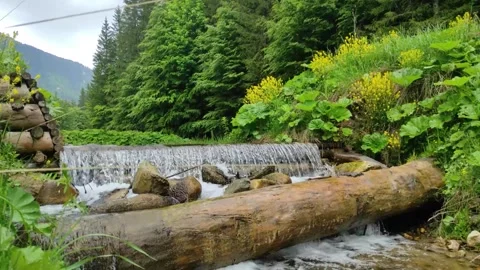Waterfall and alpine vegetation in the Carpathian Mountains of Romania. Stock-Footage 243667577