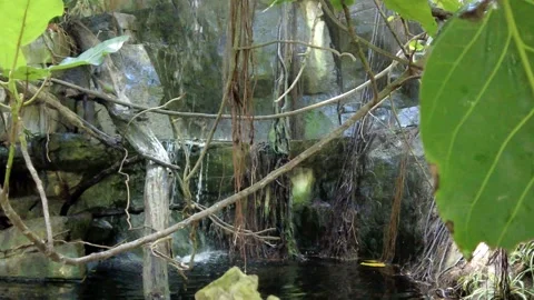 Waterfall and Bird On Limb Stock Footage 247873134