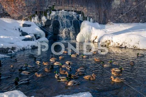 Waterfall and Ducks in the Winter Lake Stock Photos