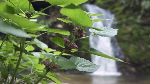 Waterfall and foliage with breeze, medium shot Stock Footage 88843219