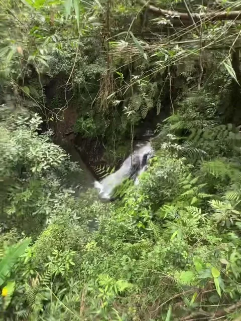 Waterfall and Forest Bridge Walkway in Lush Jungle Stock Footage 342265723