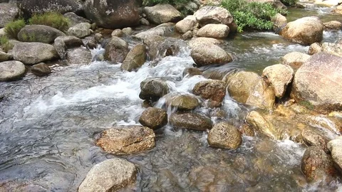 Waterfall and green tree in forest Stock-Footage 73728835