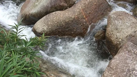 Waterfall and green tree in forest Stock-Footage 73729100