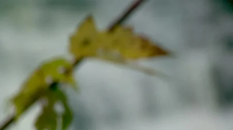 Waterfall and Leaf Stock Footage 7765336