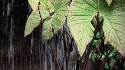 Waterfall and Leaves Stock Footage 67651931