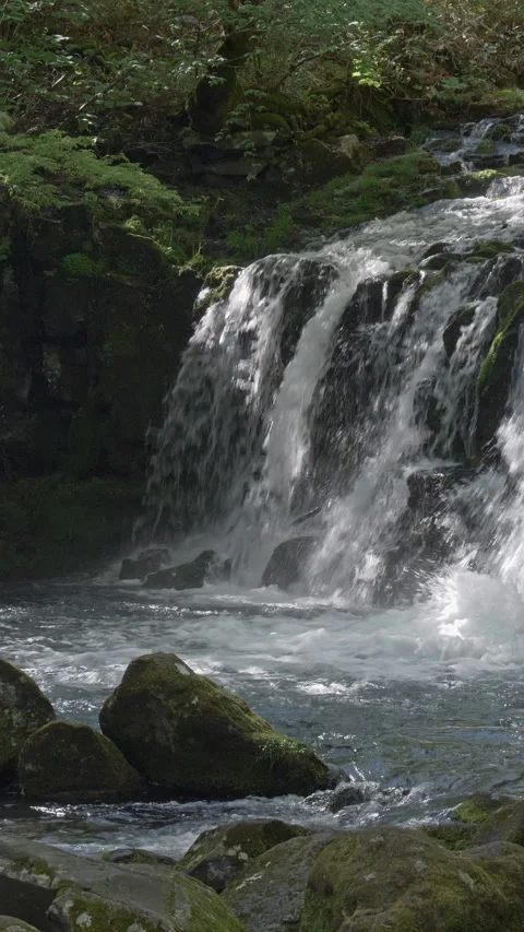 Waterfall and Mossy Rocks in Green Forest Vertical Video 動画素材 346073690