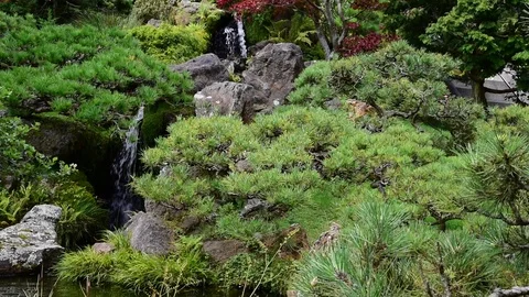 Waterfall and plants Stock Footage 95027717