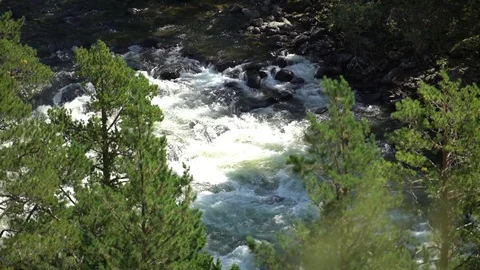 Waterfall and spruce tree Stock Footage 81985837