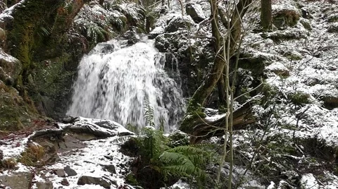 Waterfall and stream with winter snow and ferns Stock Footage 45432023