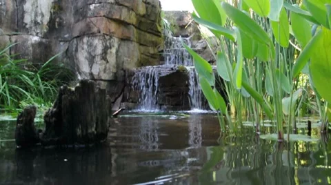 Waterfall and Stump Stock Footage 7747455