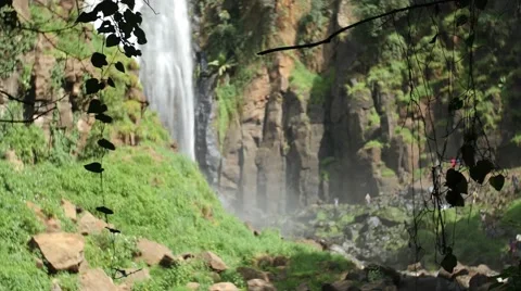 Waterfall and vines Stock-Footage 55163134