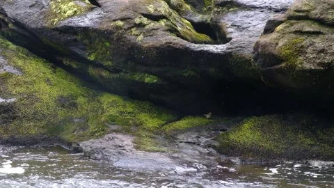 Waterfall Base - Little bird leaps to catch water drop - Slow Motion Stock Footage 243785284