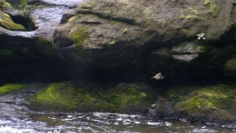 Waterfall Base - Little Bird on Wet Rock Bank - Slow Motion Stock Footage 243785267