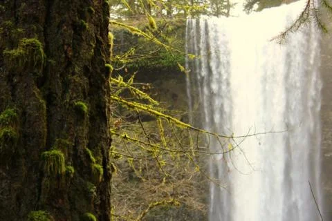 Waterfall behind a tree Stock Photos