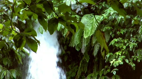 Waterfall between tree 스톡 동영상 107428