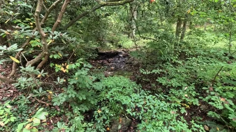 Waterfall with Birds Stock Footage 286150045