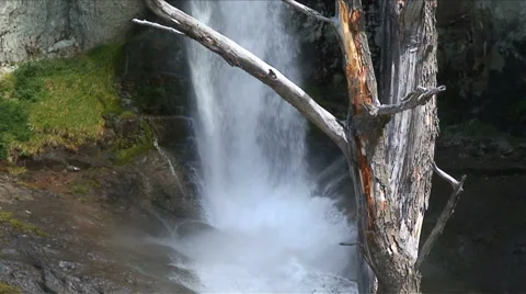 Waterfall bottom and Old Tree HD Video stock 40713054